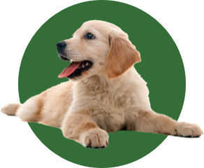 Promozioni cane